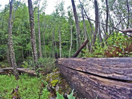 Mis primeras truchas