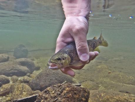Mis primeras truchas