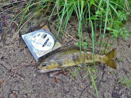 Mis primeras truchas