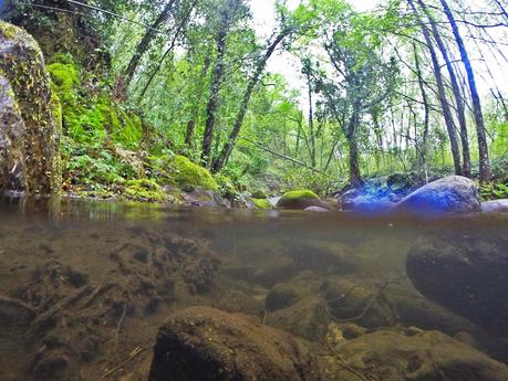 Mis primeras truchas