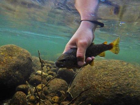 Mis primeras truchas