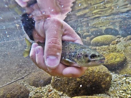 Mis primeras truchas