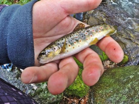 Mis primeras truchas
