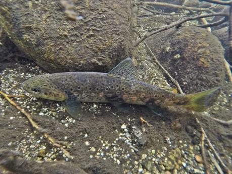 Mis primeras truchas