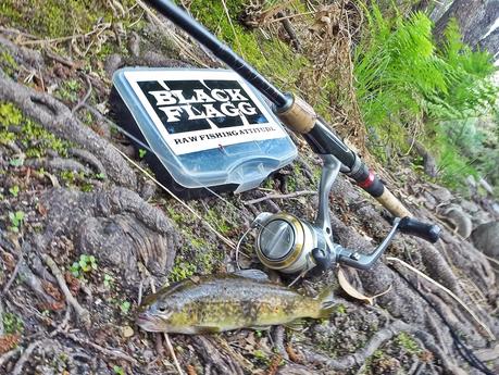 Mis primeras truchas