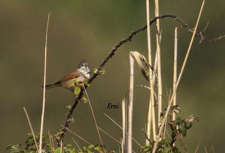 ¡¡VAYA CÓMO ESTÁ LA PRIMAVERA!!