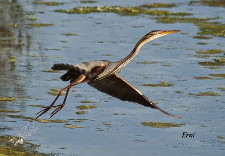 ¡¡VAYA CÓMO ESTÁ LA PRIMAVERA!!