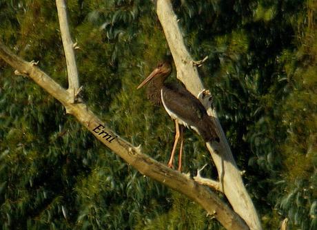 ¡¡VAYA CÓMO ESTÁ LA PRIMAVERA!!