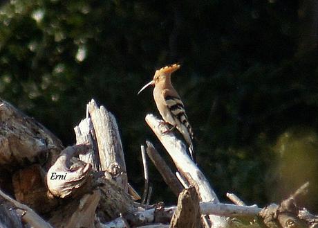 ¡¡VAYA CÓMO ESTÁ LA PRIMAVERA!!