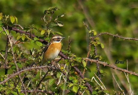 ¡¡VAYA CÓMO ESTÁ LA PRIMAVERA!!