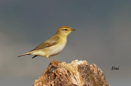 ¡¡VAYA CÓMO ESTÁ LA PRIMAVERA!!