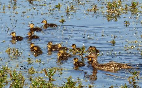 ¡¡VAYA CÓMO ESTÁ LA PRIMAVERA!!