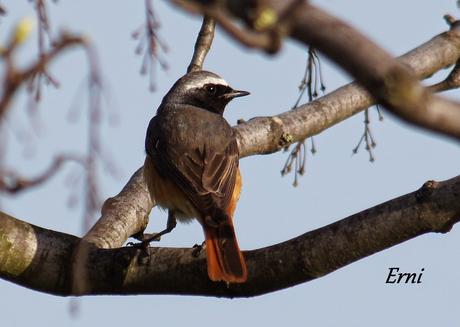 ¡¡VAYA CÓMO ESTÁ LA PRIMAVERA!!