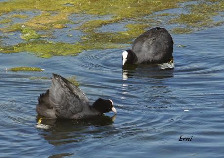 ¡¡VAYA CÓMO ESTÁ LA PRIMAVERA!!