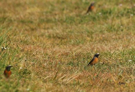 ¡¡VAYA CÓMO ESTÁ LA PRIMAVERA!!
