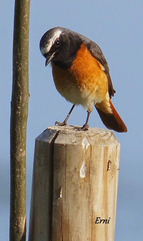 ¡¡VAYA CÓMO ESTÁ LA PRIMAVERA!!