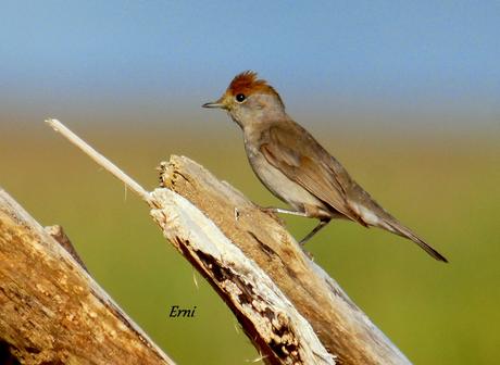 ¡¡VAYA CÓMO ESTÁ LA PRIMAVERA!!