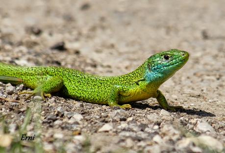 ¡¡VAYA CÓMO ESTÁ LA PRIMAVERA!!