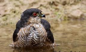 El significado de soñar con un gavilán. sueño con gavilán