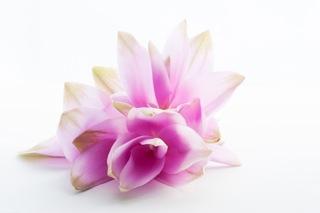 Gama Magnolia de Korres para las primeras arrugas Flor de la magnolia