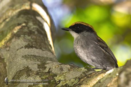 Toco toco de Mejillas Negras ( Black-cheeked Gnateater ) Conopophaga melanops