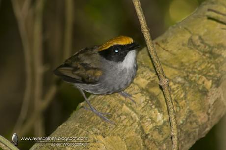 Toco toco de Mejillas Negras ( Black-cheeked Gnateater ) Conopophaga melanops