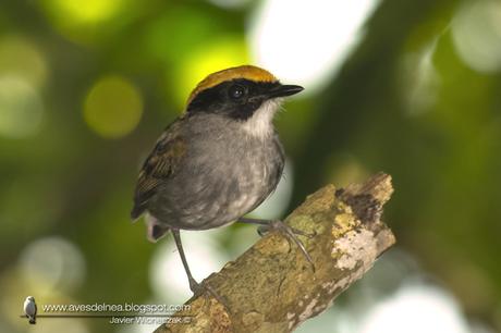 Toco toco de Mejillas Negras ( Black-cheeked Gnateater ) Conopophaga melanops