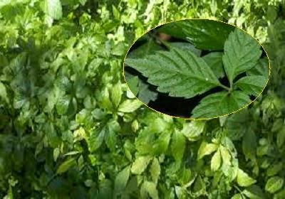 Jiaogulan la planta que ayuda a mejorar la circulación sanguínea y la arteriosclerosis