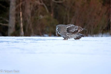 Cárabo lapón, impresionante