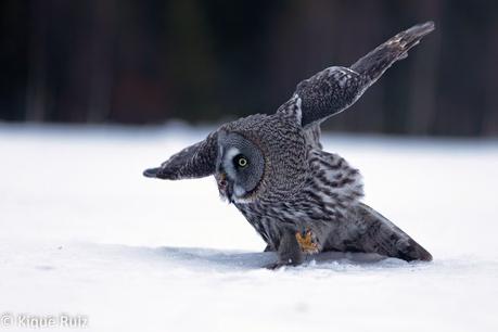Cárabo lapón, impresionante