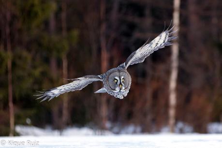 Cárabo lapón, impresionante