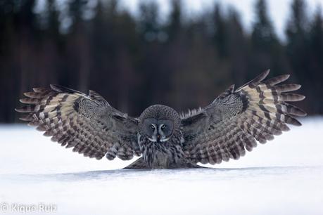 Cárabo lapón, impresionante