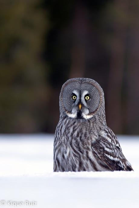 Cárabo lapón, impresionante