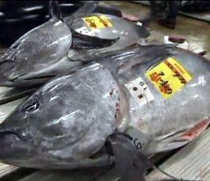 Cortes de pescado, atún