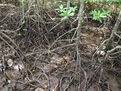 Fuente: http://4.bp.blogspot.com/_NkKfmXR8p4Q/S83E7fQfNZI/AAAAAAAAJ6c/bbMURsuHN6E/s400/IMG_6910.JPG Ramree o el batallón japonés devorado por los cocodrilos