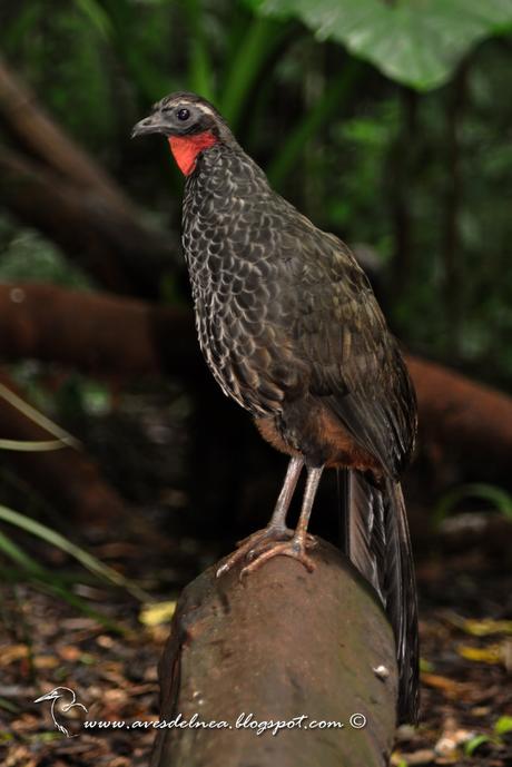 Yacupoí (Rusty-margined Guan) Penelope superciliaris