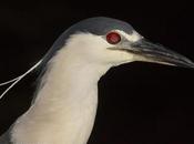 Garza bruja (Black-crowned Night Heron) Nycticorax nycticorax