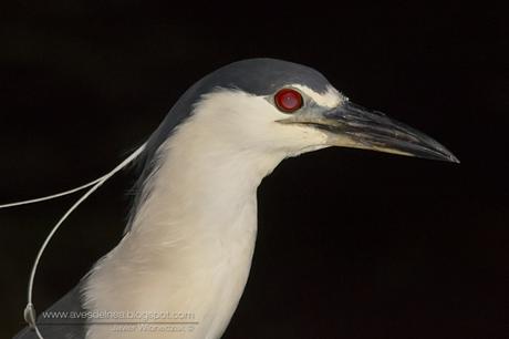 Garza bruja (Black-crowned Night Heron) Nycticorax nycticorax