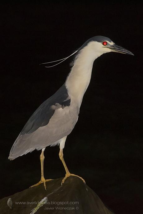 Garza bruja (Black-crowned Night Heron) Nycticorax nycticorax