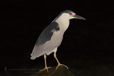 Garza bruja (Black-crowned Night Heron) Nycticorax nycticorax