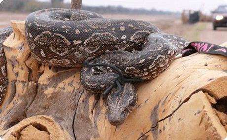 Tráfico de Fauna: una actividad ilegal en crecimiento.