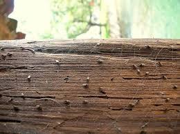 Consejos para eliminar la plaga de termitas