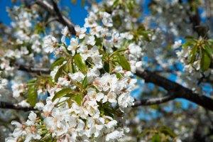 Los cerezos en flor