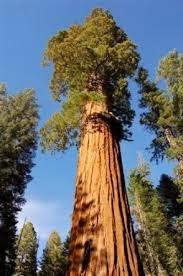 La mujer que vivió dos años en un árbol