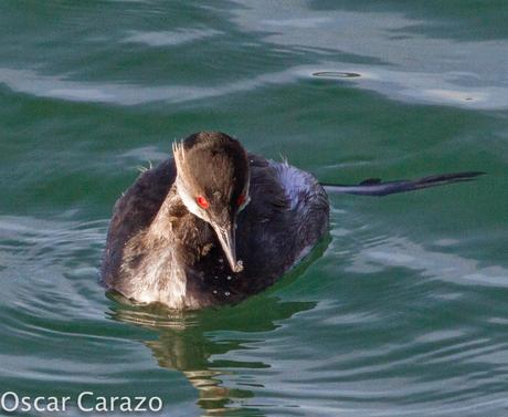 ZAMPULLIN CUELLINEGRO