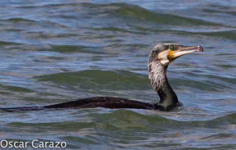 ZAMPULLIN CUELLINEGRO