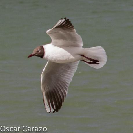 ZAMPULLIN CUELLINEGRO