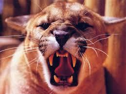 Sencillas interpretaciones al soñar con colmillos. sueño con colmillos