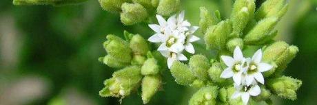 planta-de-stevia