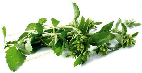Stevia-planta-